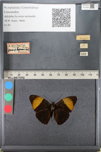 Media type: image;   Entomology 140990
